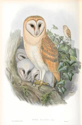 Illustrazione di Strix Flammea (Barbagianni)